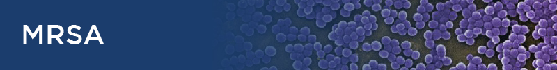 Staphylococcus aureus